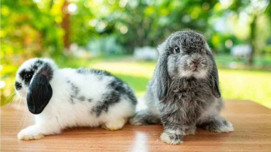 Holland Lop Lovable Rabbits – For Adopt