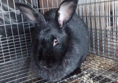 Silver Fox Rabbits for Sale – Discover the Elegance of This Rare Breed