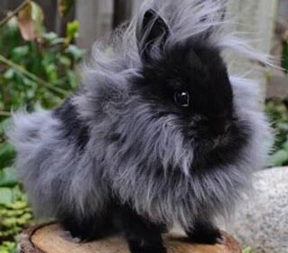 Lionhead-Rabbit-sale-pic