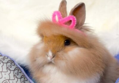 Lionhead-female-rabbit-pic