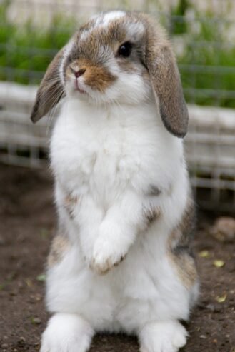 🐰 Cute Mini Lop Rabbit for Adoption 🐰