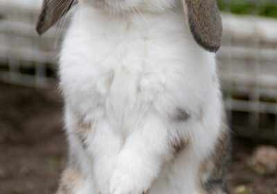 Mini-Lop-rabbit-for-sale-kids