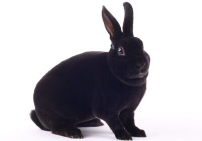 I want to buy Mini Rex Rabbit