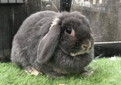 Mini Lop Bunny ðŸ�° For Sael!