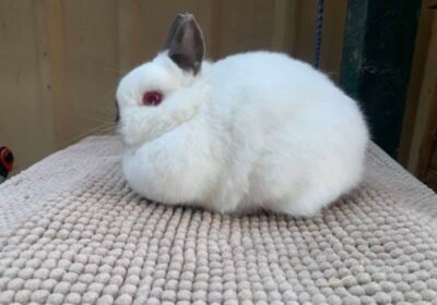 Netherland-Dwarf-Rabbit