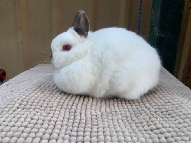 Adorable 6-month-old Netherland Dwarf Rabbit for Sale