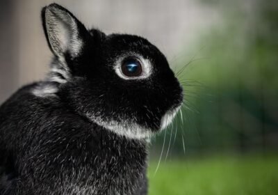 Holland lop rabbits for sale