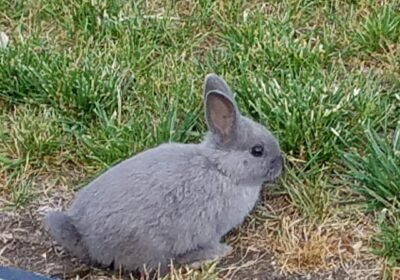 Netherland_Dwarf_rabbit