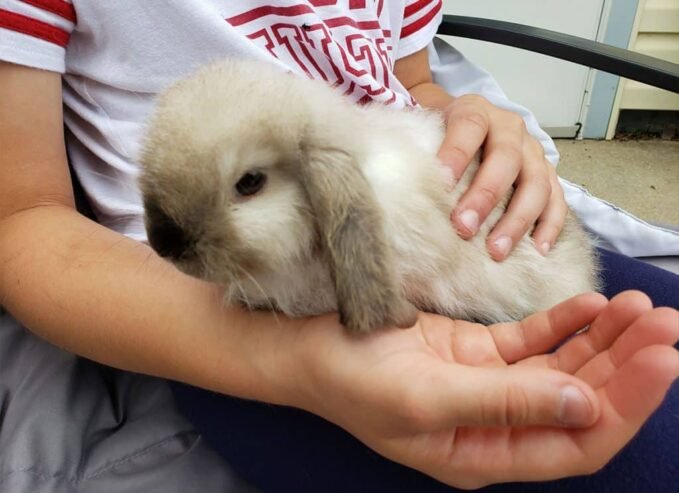 Holland Lop Rabbit For Sale