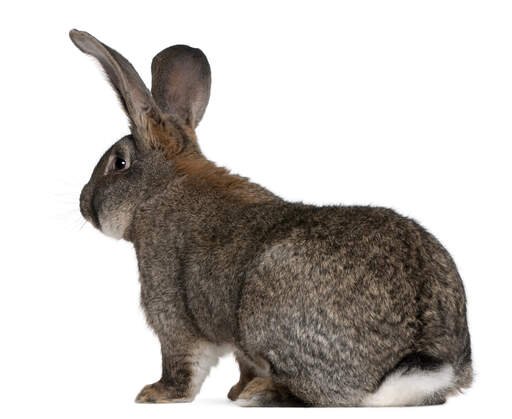 British Giant Bunny for sale