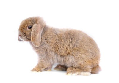 French Lop Rabbits | French Lop For Sale