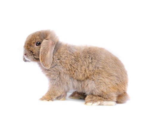 French Lop Rabbits | French Lop For Sale