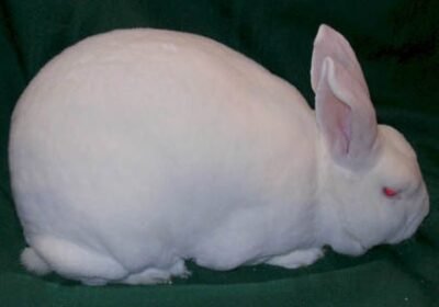 Rex Rabbit for Sale – Soft & Playful Pets!