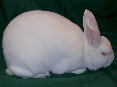 Rex Rabbit for Sale – Soft & Playful Pets!