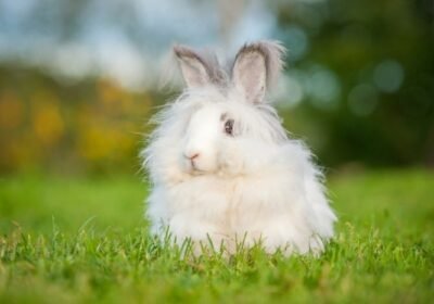 Which-bunnies-shed-the-least-01