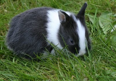 Young_Netherland_Dwarf_rabbit