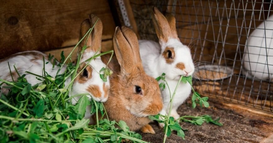 Furry Altex Rabbits for Sale.!.
