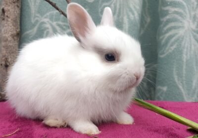 altex-rabbit-for-sale-bunnies-female