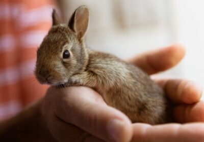 Argente Brun Bunny For Adopt