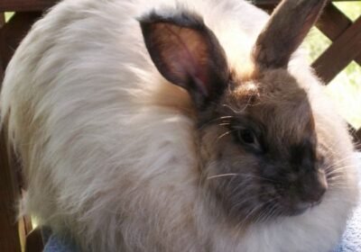🐇 French Angora for Sale – Experience the Fluffiest Cuddles💕