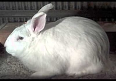 Charming Male Beveren Rabbit for Sale!