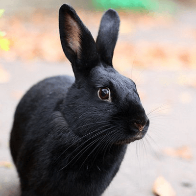 Beautiful Havana Rabbit For Sale East Grand Forks