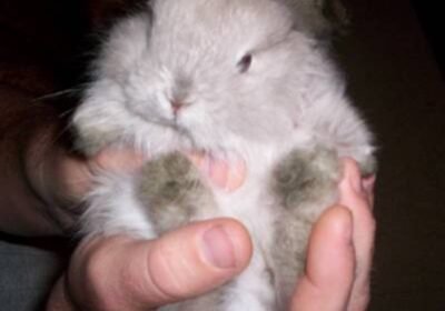 Adopt a Jersey Wooly Rabbit – Your New Furry Pal Awaits!