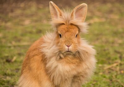 can-lionhead-rabbit-dogar