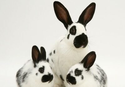 Cute baby Rex Rabbits for Sale ðŸ�‡”