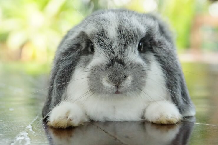Holland lop bunny/ Netherland dwarf bunny, rabbits (Westminster)