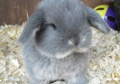 Adorable 4-Month-Old Male Dwarf Lop Rabbit in Gray Coat Seeks a Forever Home!