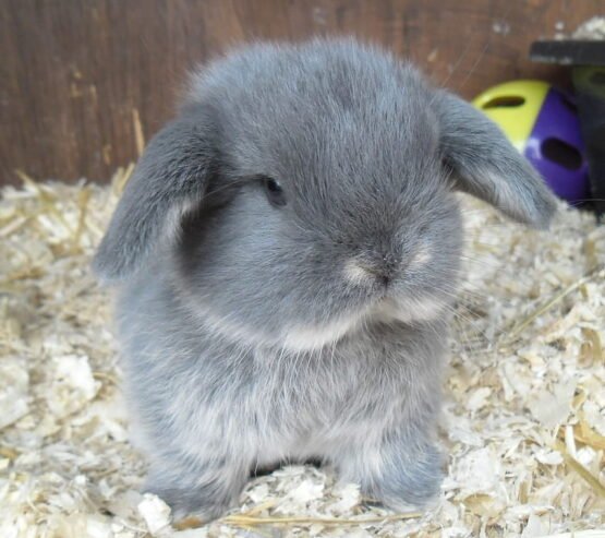 Adorable 4-Month-Old Male Dwarf Lop Rabbit in Gray Coat Seeks a Forever Home!