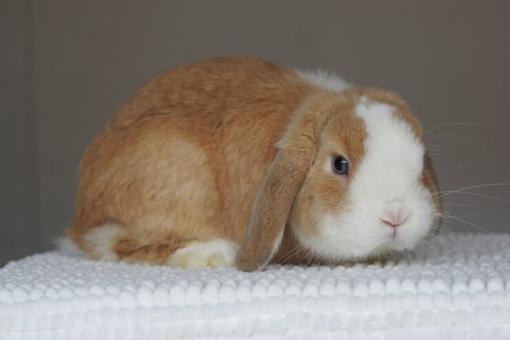 For Sale: Canadian Plush Lop Rabbit