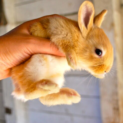Friendly Brown Rabbit: Available for sale, Personality, Living Environment & Characteristics
