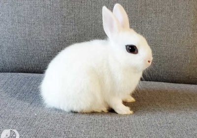 dwarf-hoto-rabbit-pic