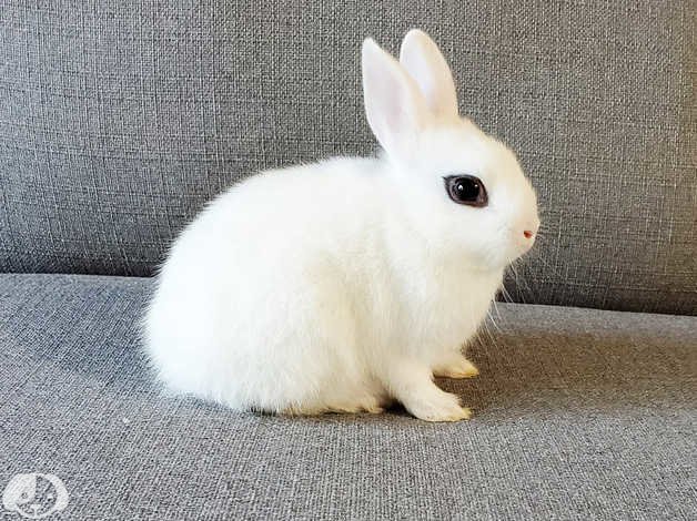 Adorable 3-Month-Old Male Dwarf Hotot Rabbit for adopt