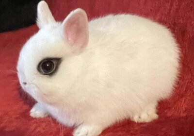 dwarf-hotot-bunny-black-banded-dogar