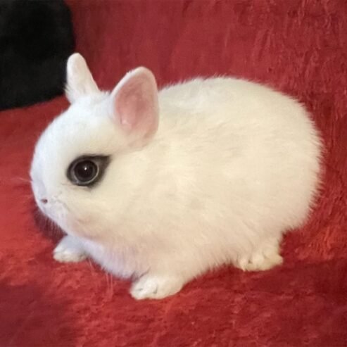 Dazzling Dwarf Hotot Rabbits for sale with Mesmerizing Eyes