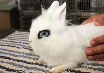 dwarf-hotot-rabit-adopt-dogar