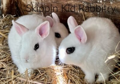 dwarf-kid-rabbit-for-sale-pic