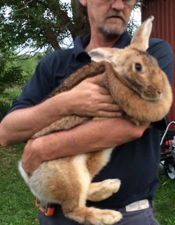 Flemish Giant Rabbit for Sale 🐇