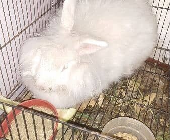 english-Angora