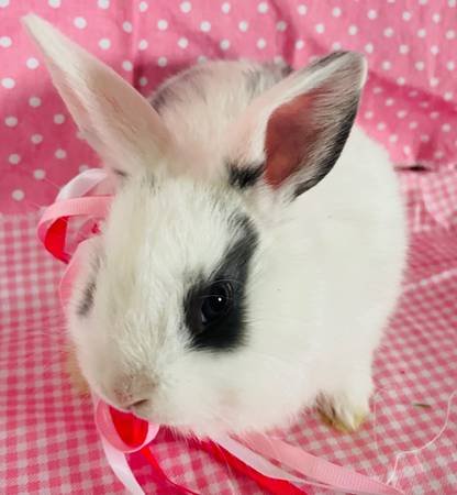 Beautiful Dutch Rabbit For Sale