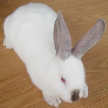 Altex Rabbit For Adopt