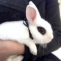 Female Dwarf Hotot Rabbit For Adoption