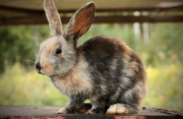 Enchanting Harlequin Rabbits: Adopt a Whimsical Companion Today