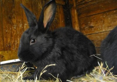 Havana Rabbit For Adopt