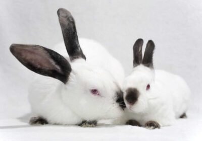 The elegance and charm of the Himalayan Rabbit for sale