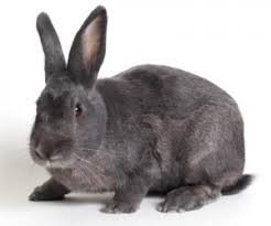 Friendly and Trained Beveren Rabbit for Sale