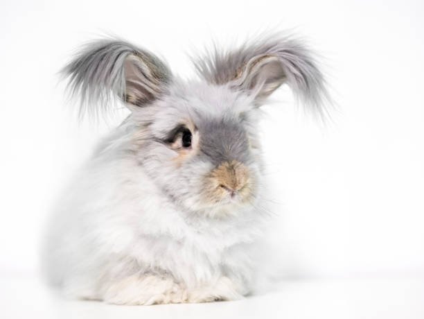 Fluffy and Friendly 7-Month-Old English Angora Bunny for Sale!